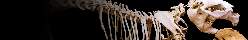 Beaver Skeleton